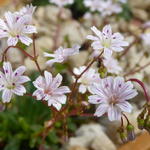 Lewisia columbiana subsp. rupicola - 