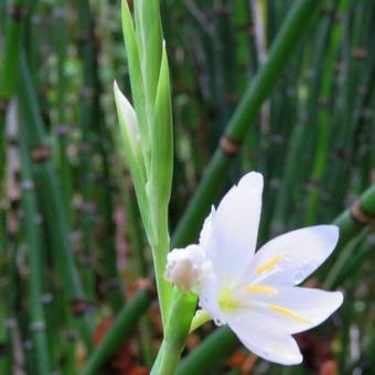 Hesperantha coccinea f. alba