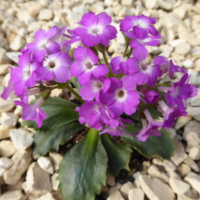 Primula x forsteri - 