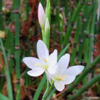 Hesperantha coccinea f. alba