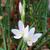 Hesperantha coccinea f. alba