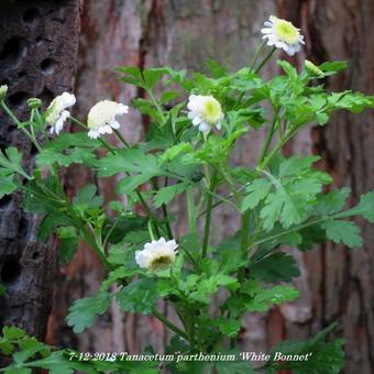 Tanacetum parthenium 'White Bonnet'