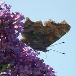 Buddleja davidii (blauw) - Schmetterlingsflieder