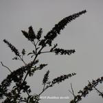 Buddleja davidii (blauw) - Schmetterlingsflieder