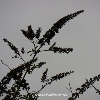 Buddleja davidii (blauw)