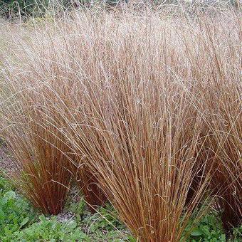 Carex buchananii 'Red Rooster'