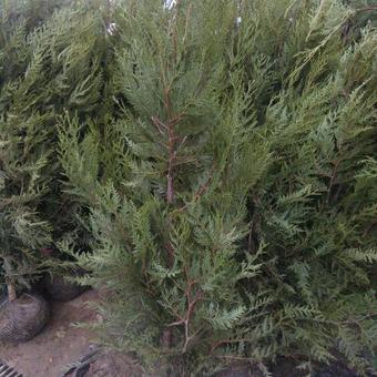 Thuja plicata ‘Atrovirens’