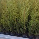 Thuja plicata ‘Atrovirens’ - 