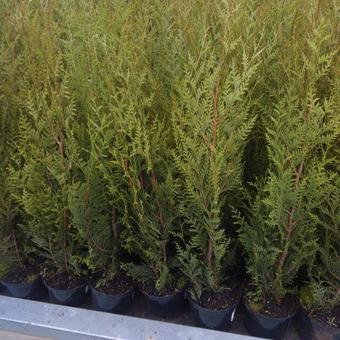 Thuja plicata ‘Atrovirens’