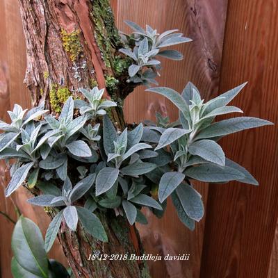 Buddleja davidii (blauw) - 