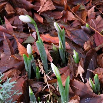 Galanthus elwesii