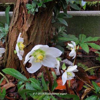 Helleborus niger