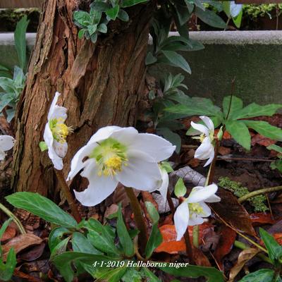 Helleborus niger - Schneerose - Helleborus niger