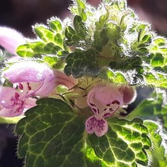 Lamium maculatum