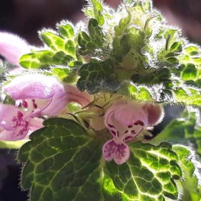 Lamium maculatum - Gefleckte Taubnessel - Lamium maculatum