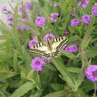 Verbena rigida