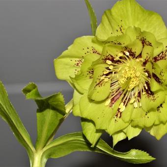 Helleborus x hybridus Harvington double green speckled