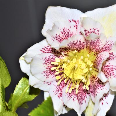 Helleborus x hybridus Harvington double white speckled - 