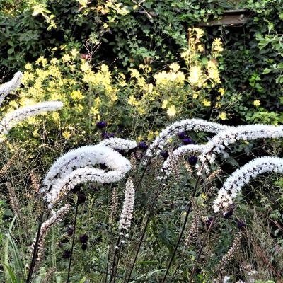 Actaea simplex 'Atropurpurea'