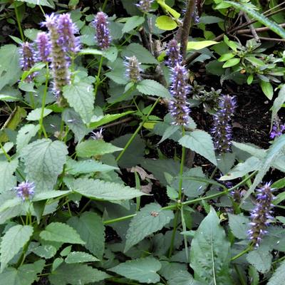 Agastache 'Blue Fortune'