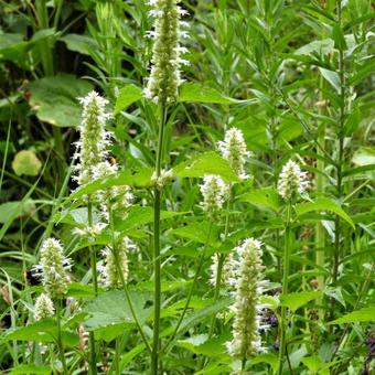 Agastache rugosa f. albiflora 'Alabaster'