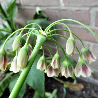 Allium siculum subsp. dioscoridis