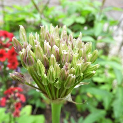 Allium 'Spider' - 