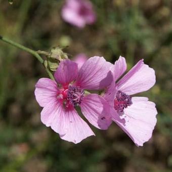 Althaea cannabina