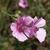 Althaea cannabina