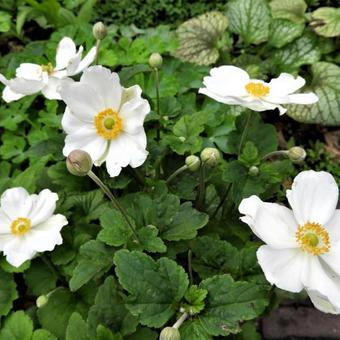 Anemone x hybrida 'Honorine Jobert'