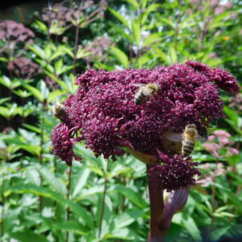 Angelica gigas