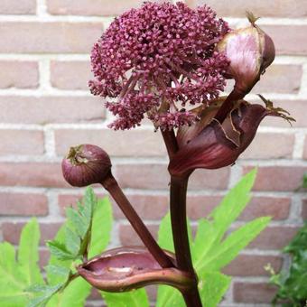 Angelica gigas