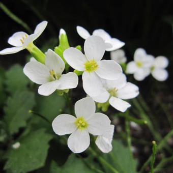 Arabis caucasica 'Snowcap'