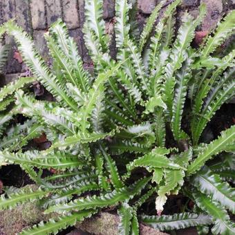 Asplenium scolopendrium 'Angustifolia'