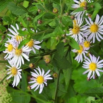 Aster ageratoides 'Asran'