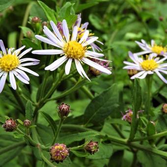 Aster ageratoides 'Asran'