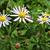 Aster ageratoides 'Asran'