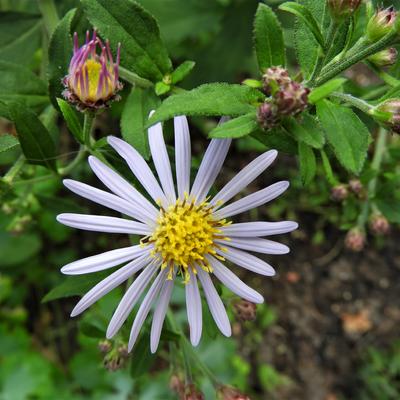 Aster ageratoides 'Asran'