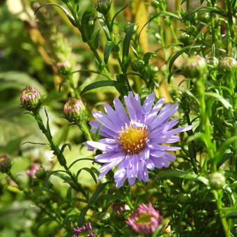 Aster cordifolius 'Blue Heaven'