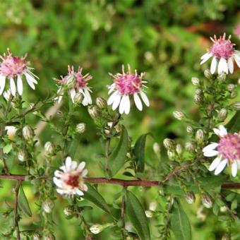 Aster lateriflorus 'Horizontalis'