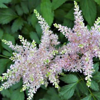 Astilbe x arendsii 'Walkure'