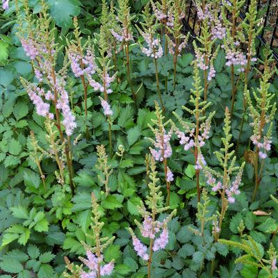 Astilbe chinensis 'Pumila' - Astilbe chinensis 'Pumila'