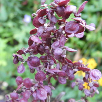 Atriplex hortensis var. rubra