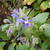 Borago officinalis