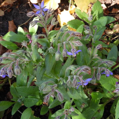 Borretsch - Borago officinalis