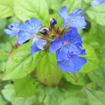 Ceratostigma plumbaginoides