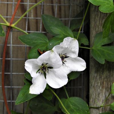 Clematis viticella 'Alba Luxurians'  - 