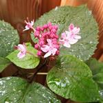 Clerodendrum bungei - Herrlicher Losstrauch