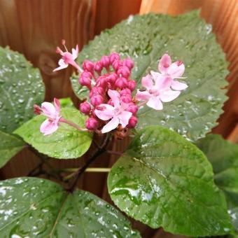 Clerodendrum bungei