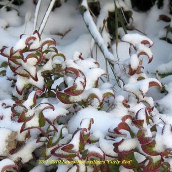 Leucothoe axillaris 'Curly Red'